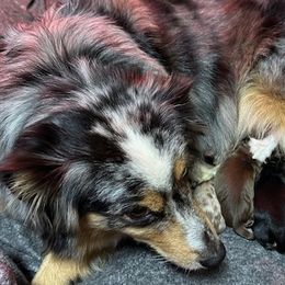 Miniature American Shepherds from Mini Aussie Florida