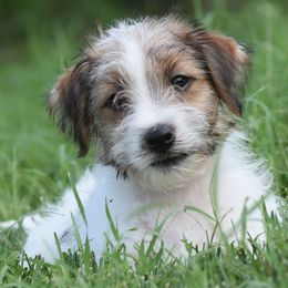 Edy Boy 3 - White and tan male Russell Terrier puppy in Middletown, Virginia from DBF Russell Terriers