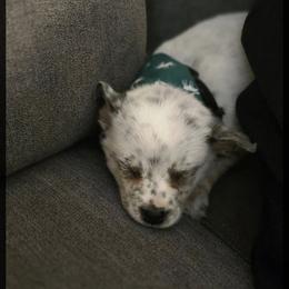 Girl 5 - Blue mottled female Australian Cattle Dog puppy in Monroe, North Carolina from Creek View Cattle Dogs