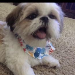 Gunner - Shih Tzu