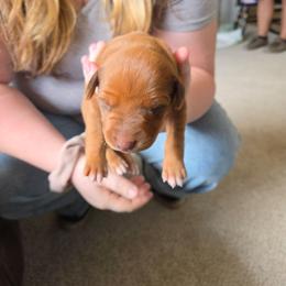 Boy 2 - Rd whtn brn nose male Rhodesian Ridgeback puppy in Caldwell, Idaho from Haley Gross's 	Rhodesian Ridgebacks and Minature Pinchers