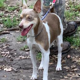 Dusty - Rat Terrier