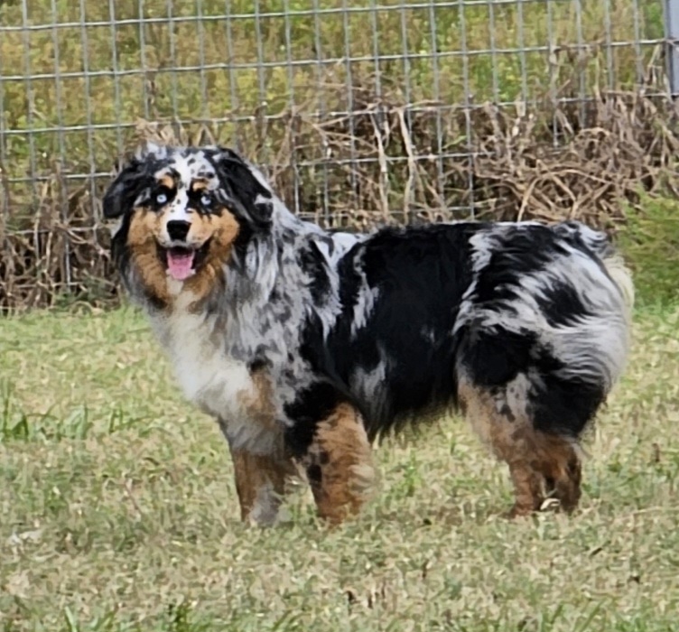 Zorro - Australian Shepherd