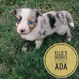 Ada - Blue merle female Miniature Australian Shepherd puppy in Kettle Falls, Washington from Ellie's Miniature Australian Shepherds