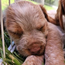 Brittanys from Pantheon Kennels