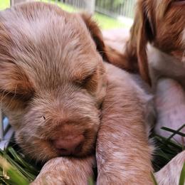 Brittanys from Pantheon Kennels