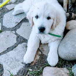 Golden Retriever Puppies from Corrie Poppe's SD English Cream Golden Retrievers