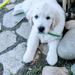 Golden Retriever Puppies from Corrie Poppe's SD English Cream Golden Retrievers