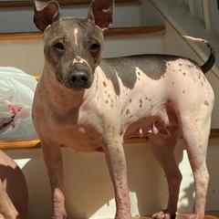 Make It Neiked Pup's Dassi - American Hairless Terrier