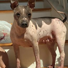 Make It Neiked Pup's Dassi - American Hairless Terrier