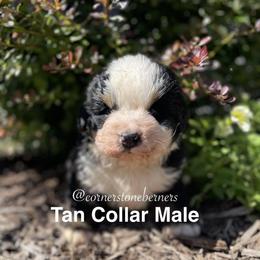 Tan Collar - Black rust and white male Bernese Mountain Dog puppy in Flat Rock, Illinois from Corner Stone Bernese Mountain Dogs