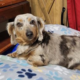 Pepper - Dachshund