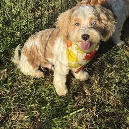 Baby gray - Parti male Maltipoo puppy in Berea, Kentucky from Blair’s Furry Friends