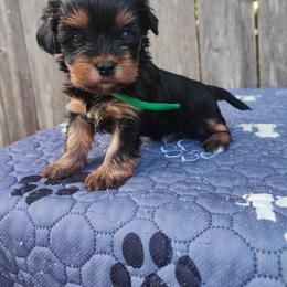Miss. Green - Black and tan female Yorkshire Terrier puppy in Woodway, Texas from The Yorkie Empire
