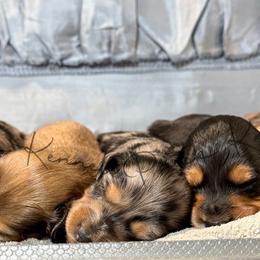 Angelicia - Cream female Dachshund puppy in Anderson, Alabama from Pasek Kennels