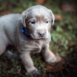Labrador Retriever puppies from Slone's Silver Creek Labradors