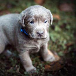 Labrador Retriever puppies from Slone's Silver Creek Labradors
