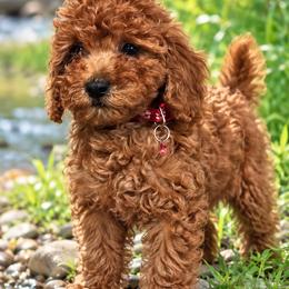 Girl 2 - Red  female Goldendoodle puppy in Sacramento, California from Golden doodles  Lovers