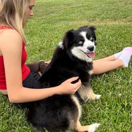 Toy Australian Shepherd puppies from D & D Miniature and Toy Australian Sheppards