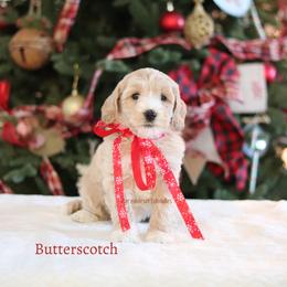Butterscotch - Apricot male Australian Labradoodle puppy in Hurricane, Utah from Red Desert Doodles