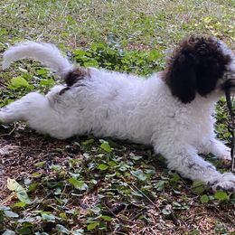 Dark Blue - Brown Lagotto Romagnolo puppy in Westlake, Oregon from Premier Truffles