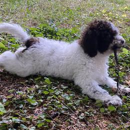 Dark Blue - Brown Lagotto Romagnolo puppy in Westlake, Oregon from Premier Truffles