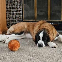Companion Cross and Saint Bernard Puppies from Coleman Saint Bernards of Ohio