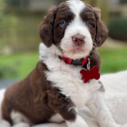 Girl 1 - Brown and white female Aussiedoodle puppy in Houston, Texas from Waggin’ R Tails