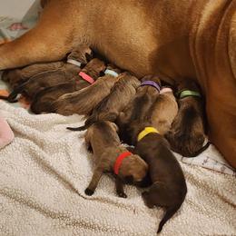 Grey - Brown male Boerboel puppy in Shawnee, Oklahoma from TXT Boerboels