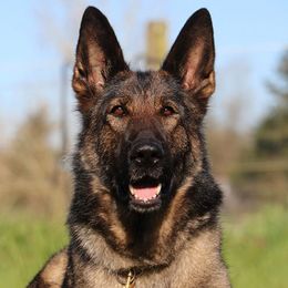 Xara - German Shepherd