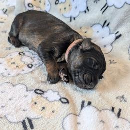 Girl 1 - female German Shepherd puppy in Waterloo, New York from Von Nikolaos German Shepherds