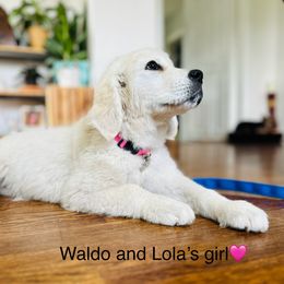 Golden Retriever Puppies from Risa’s Goldens