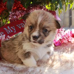 Girl 2 - Red female Pembroke Welsh Corgi puppy in Caliente, California from Rafter Cross 7