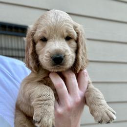Max - Apricot male Goldendoodle puppy in Salem, Oregon from Capital Doodles