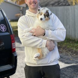 "Going home!" Australian Shepherd Puppies from Mezzo Australian Shepherds