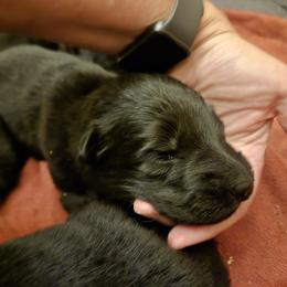 Girl 5 pink color pink - Black female German Shepherd puppy in Coupeville, Washington from Von Hilkey Shepherds