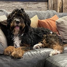 Kona - Bernedoodle
