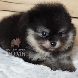 Boy 1 - Black and tan male Pomeranian puppy in Kingston, Georgia from Southern Charm Poms