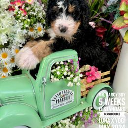 Bernedoodle Puppies from Premier Doodles