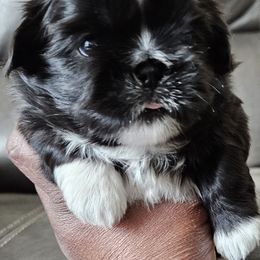 Shih Tzu Puppies from My Precious Paws - Shih Tzu