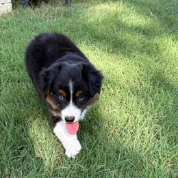 JET - male Toy Australian Shepherd puppy in Bixby, Oklahoma from Roeboat Aussies