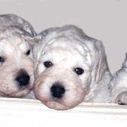 Kuvaszok from Double Ring Kuvasz