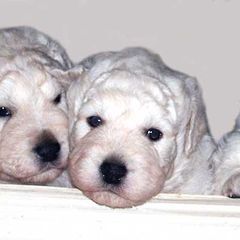Kuvaszok from Double Ring Kuvasz