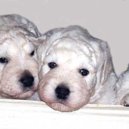 Kuvaszok from Double Ring Kuvasz