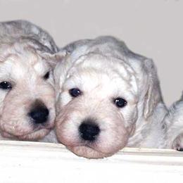 Kuvaszok from Double Ring Kuvasz