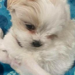 Shichon and Shih Tzu Puppies from Angie’s Teddy Bear Puppies Minnesota