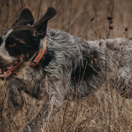 German Wirehaired Pointers from Bonniedale Upland Hunters