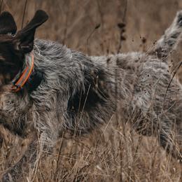 German Wirehaired Pointers from Bonniedale Upland Hunters
