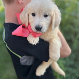 Miss Pink - Light golden female Golden Retriever puppy in Nampa, Idaho from Farmhouse Goldens