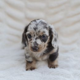 Dachshund Puppies from Little Loves